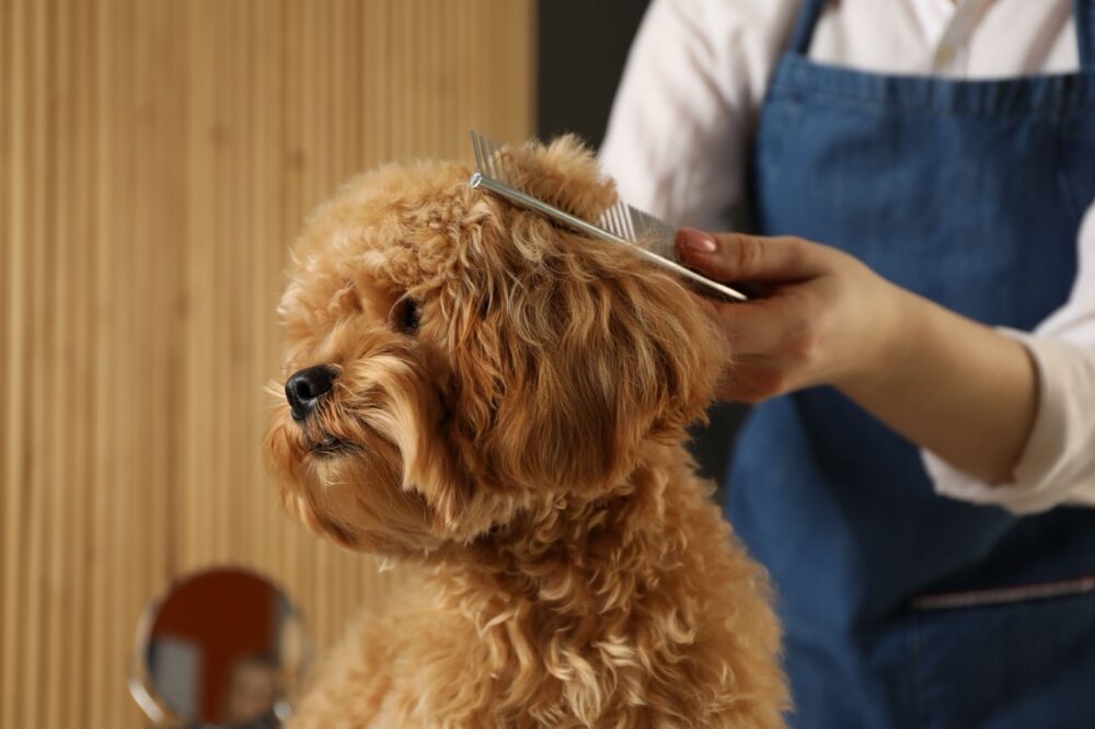 dog being groomed in salon