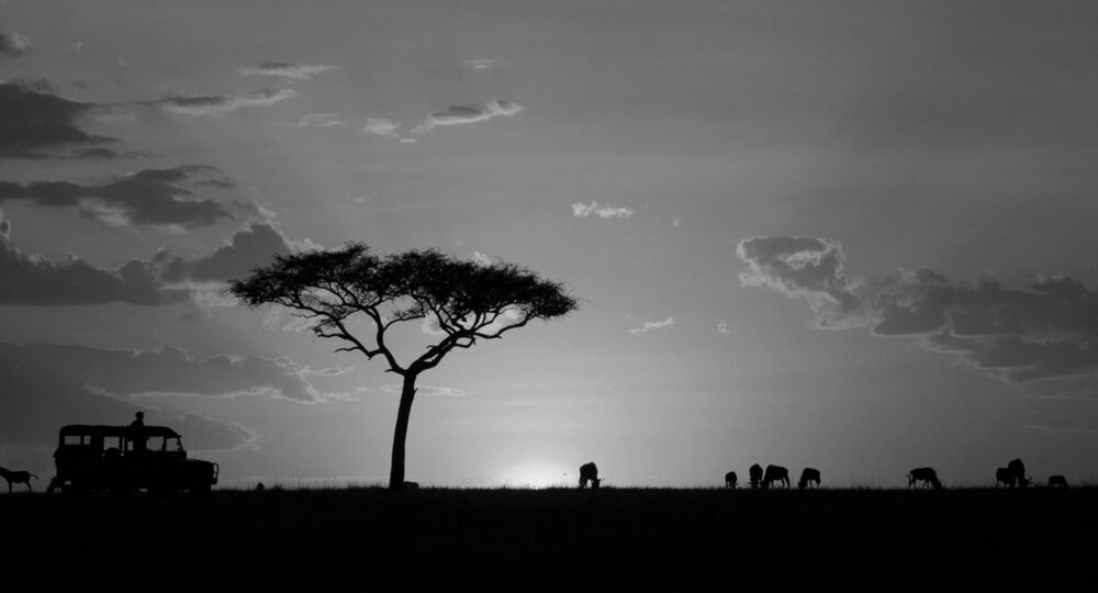 serengeti silhouette majestic tree at sunset 2026 03 26 00 08 03 utc Large