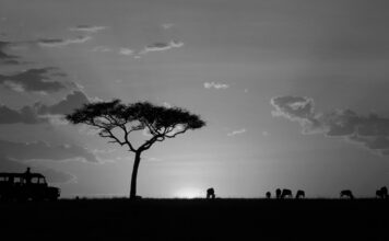 serengeti silhouette majestic tree at sunset 2026 03 26 00 08 03 utc Large