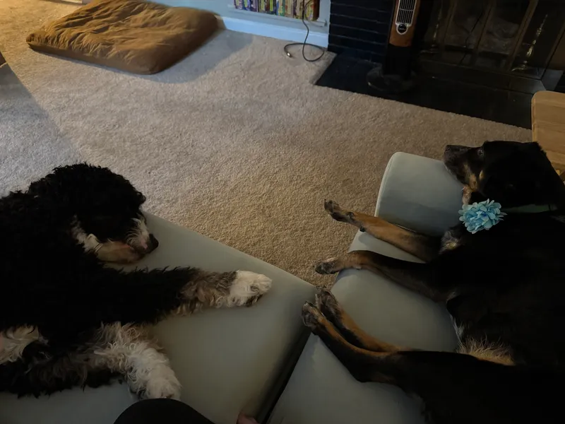 7 Easy Ways To Pet-Proof Your Living Room 1 Two dogs relaxing on separate couches.